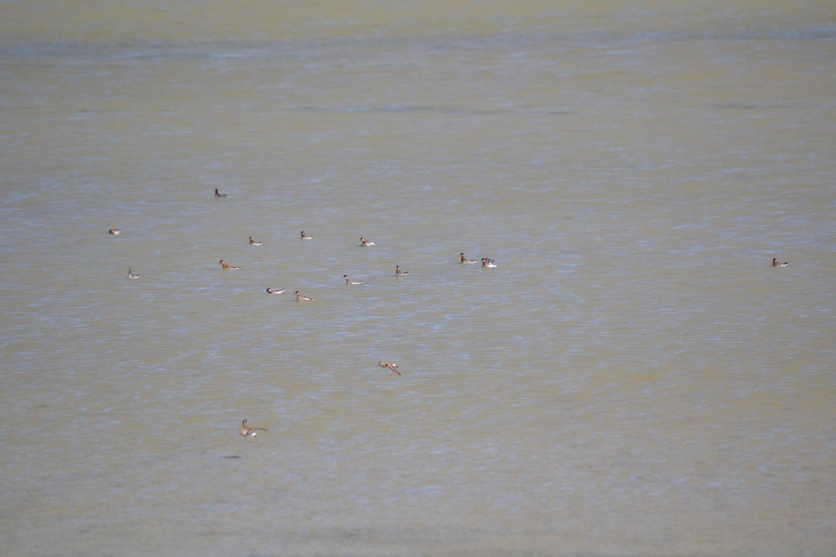 Red-necked Phalarope - ML619253959