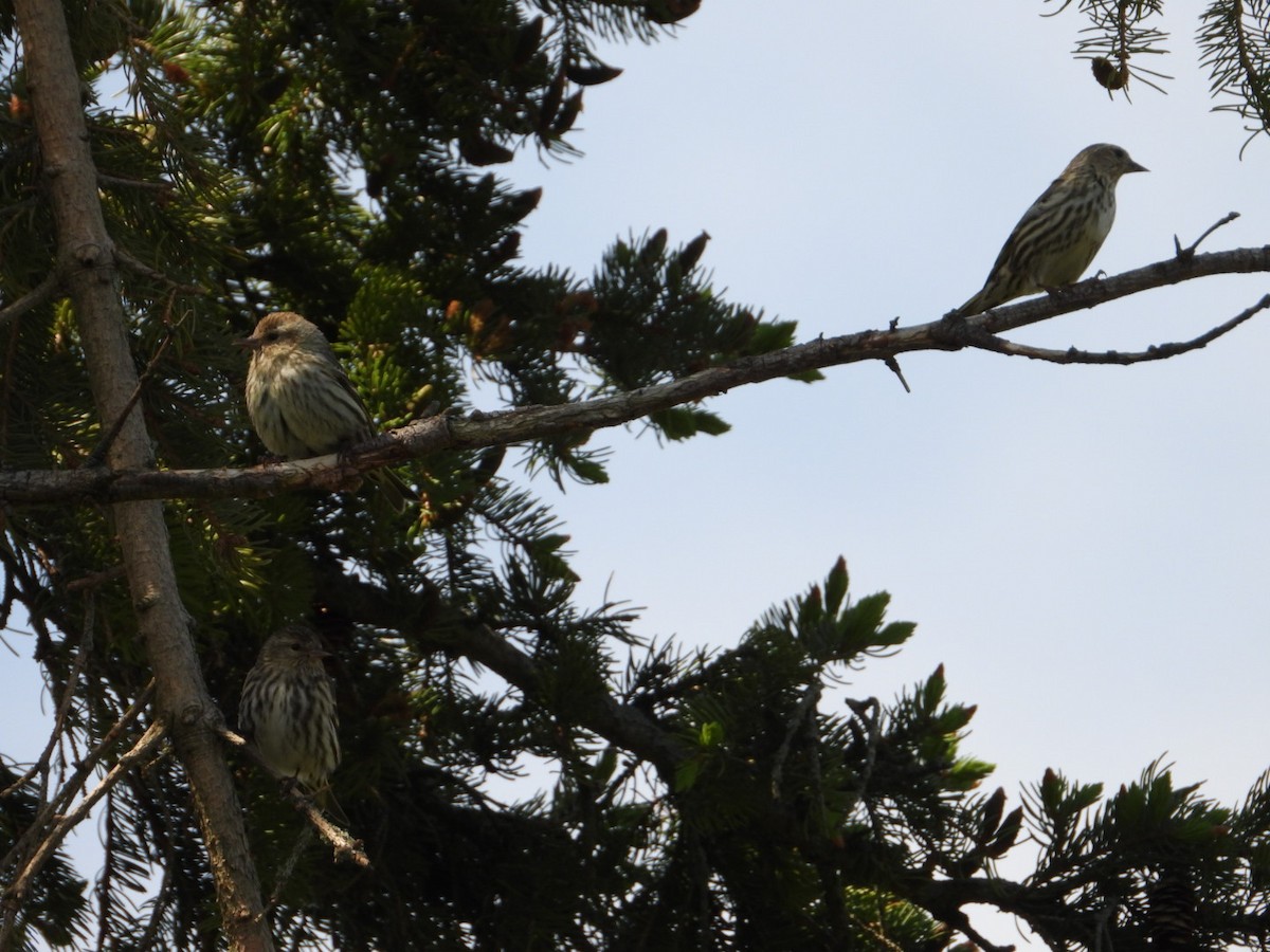 Pine Siskin - Eric Howe