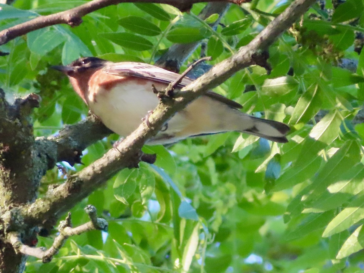 Bay-breasted Warbler - Stephanie Parker