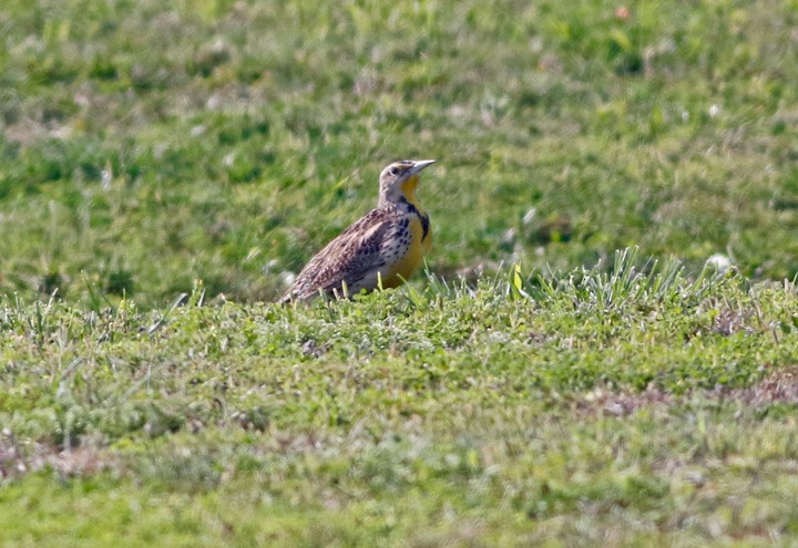 Eastern Meadowlark - ML61925401