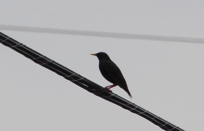 European Starling - ML619254024