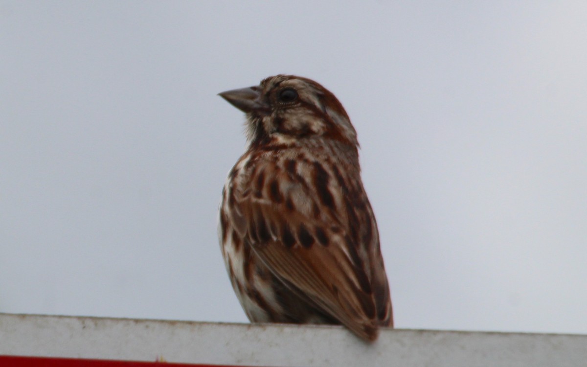 Song Sparrow - Carole Swann