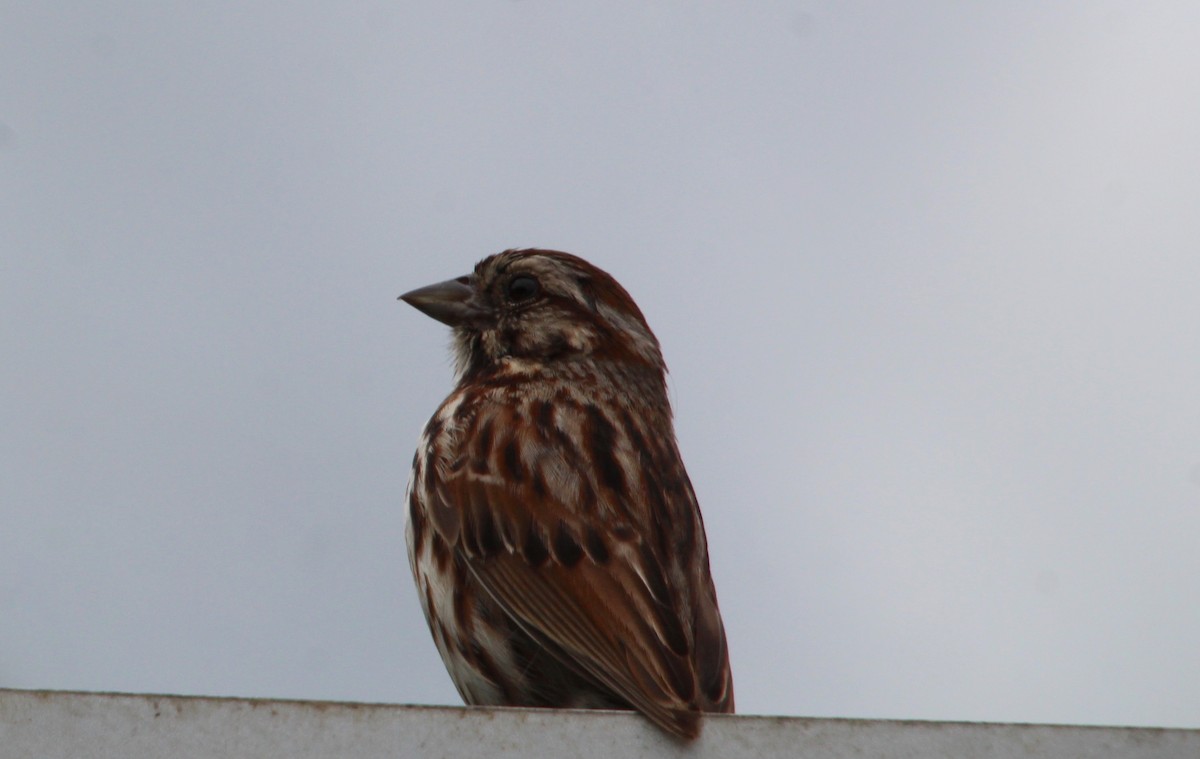 Song Sparrow - ML619254038