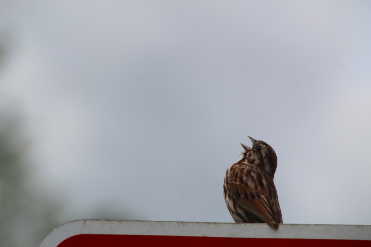 Song Sparrow - Carole Swann