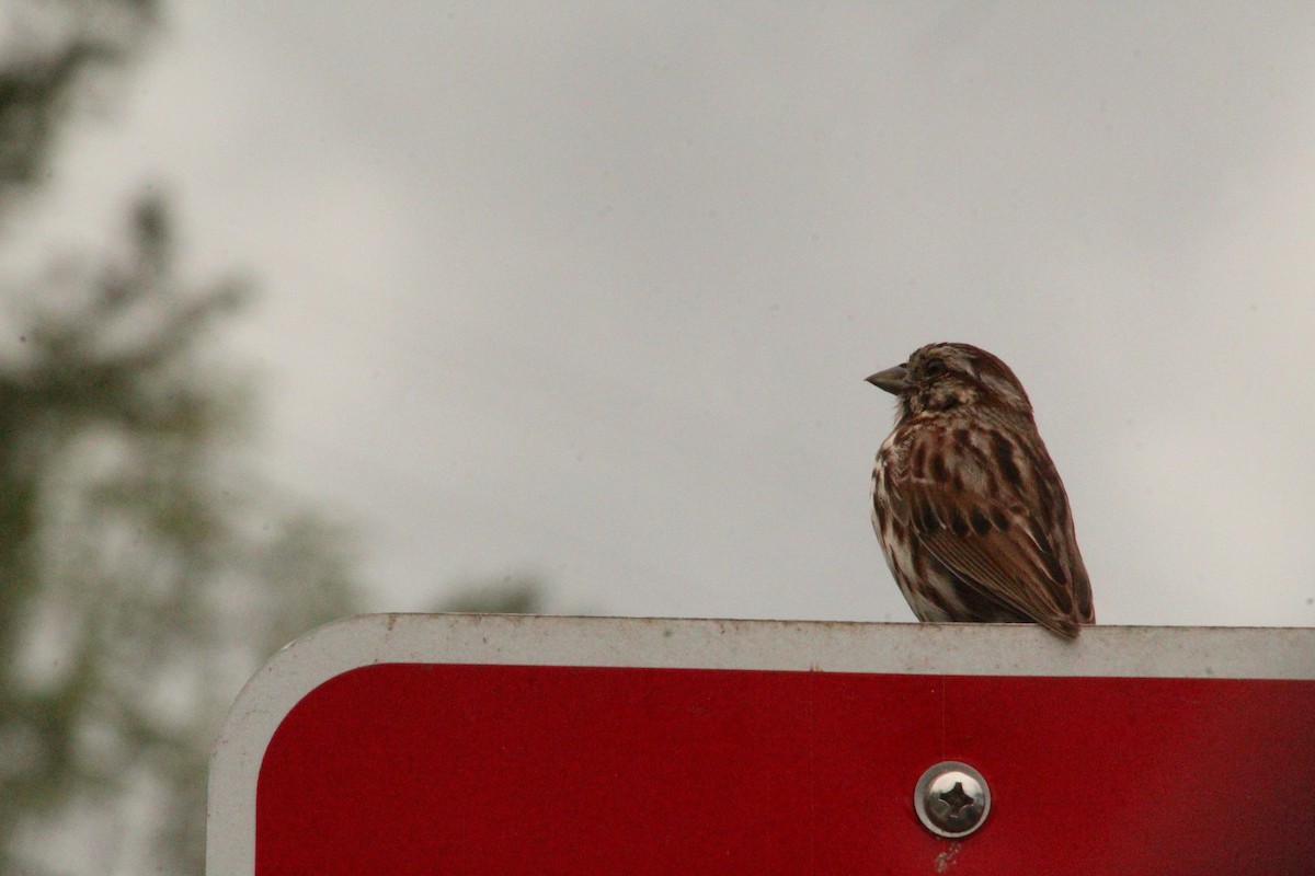 Song Sparrow - ML619254040