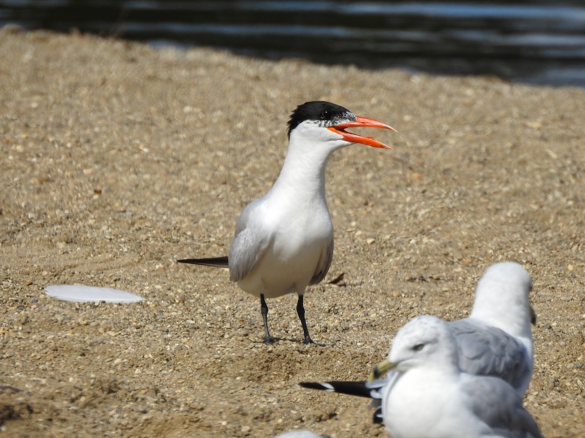 Caspian Tern - ML619254045