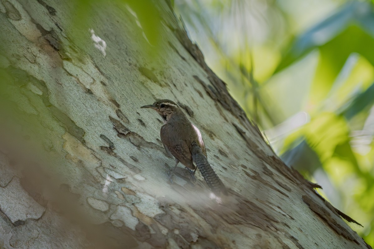 Bewick's Wren - ML619254050