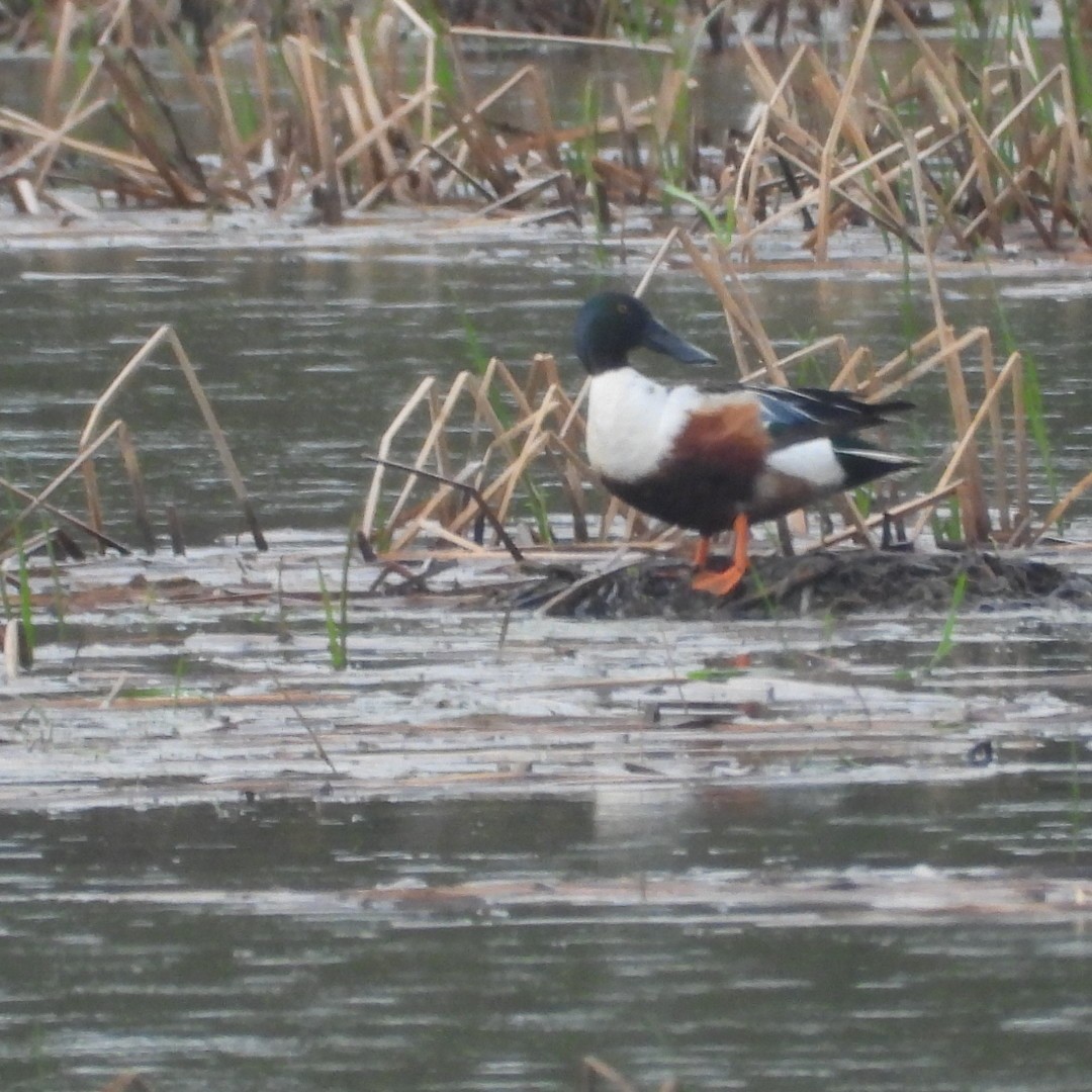 Northern Shoveler - Manon Guglia