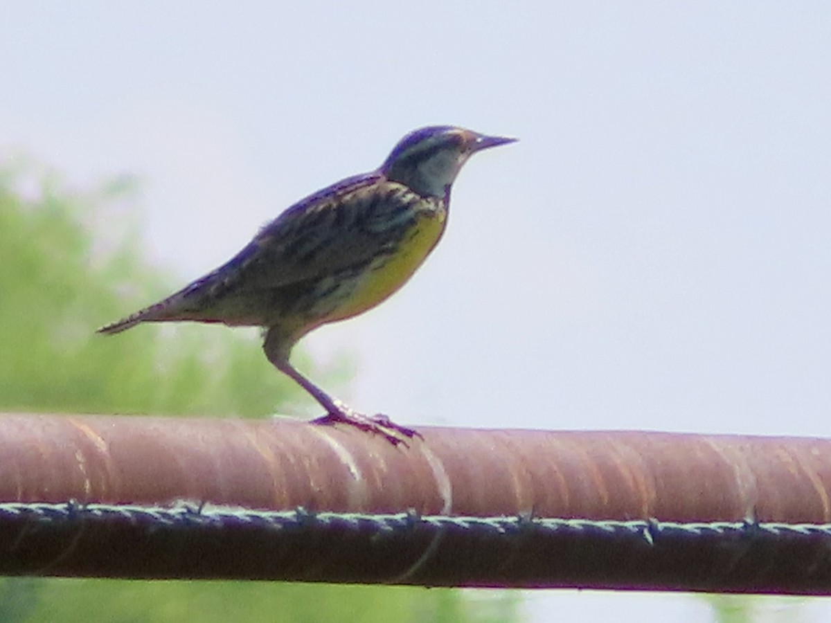 Eastern Meadowlark - ML619254058