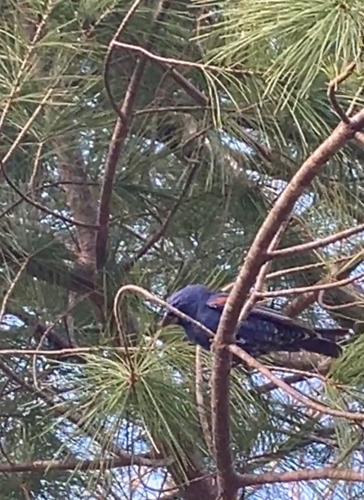 Blue Grosbeak - Hadi Kishbach