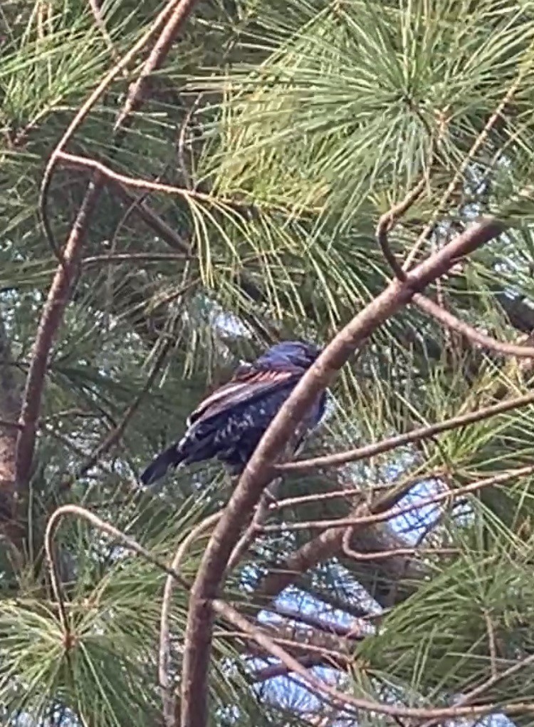 Blue Grosbeak - Hadi Kishbach