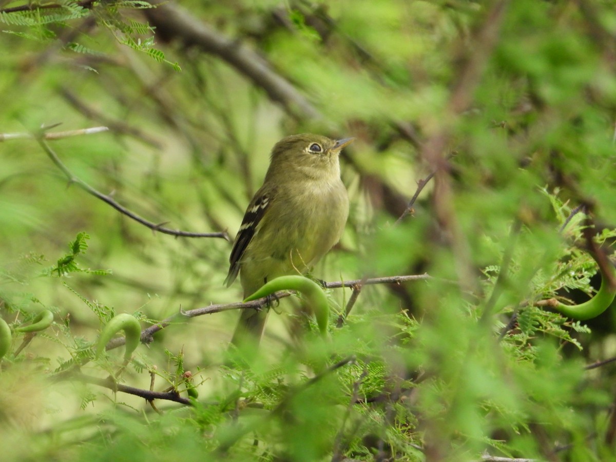 Yellow-bellied Flycatcher - ML619254069