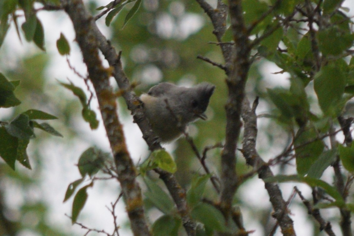 Black-crested Titmouse - ML619254073