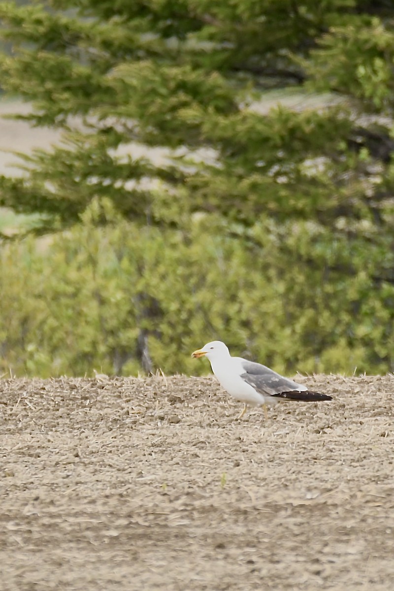 Lesser Black-backed Gull - Marie-Eve ouellette