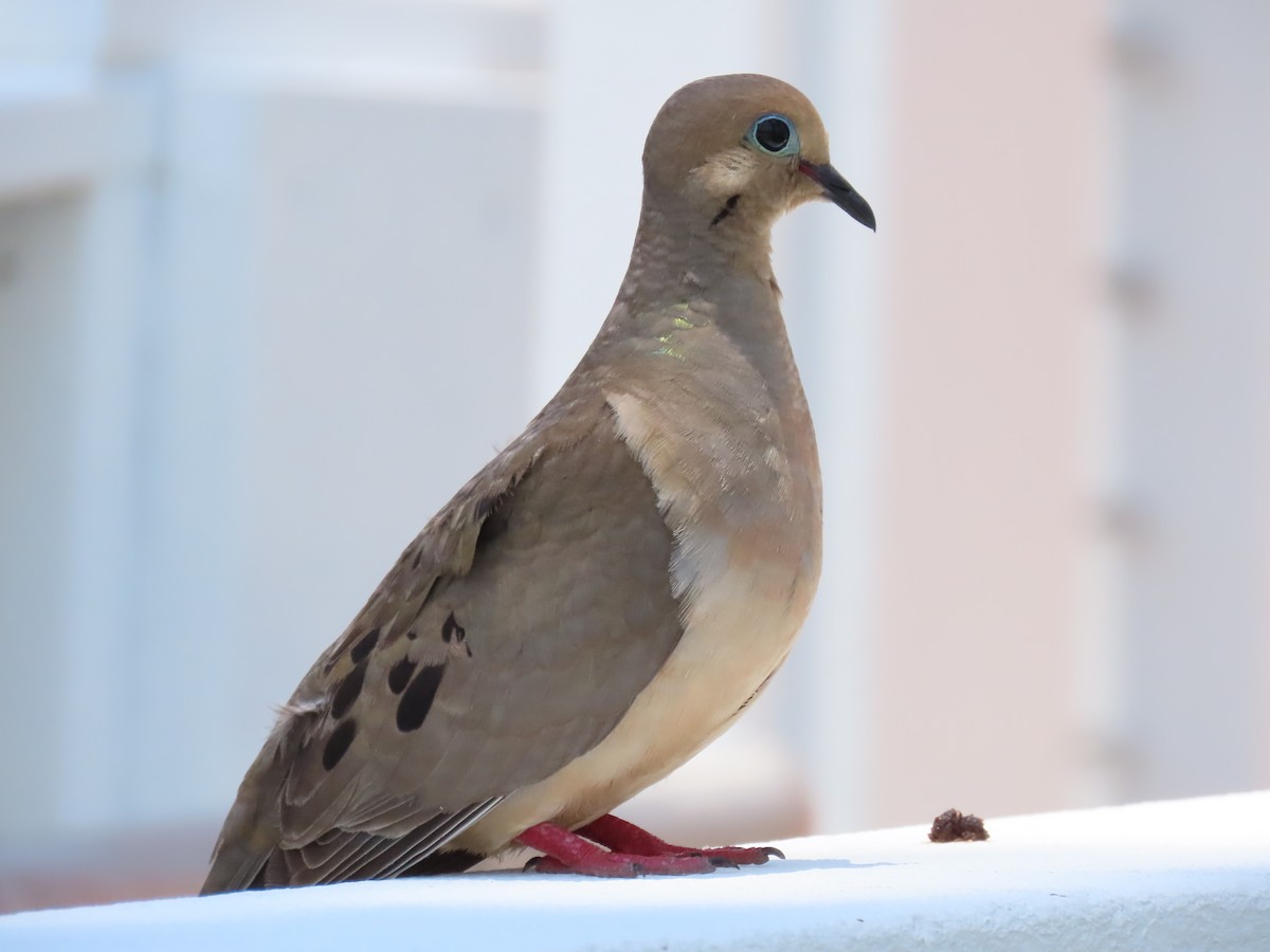 Mourning Dove - Laurie Witkin