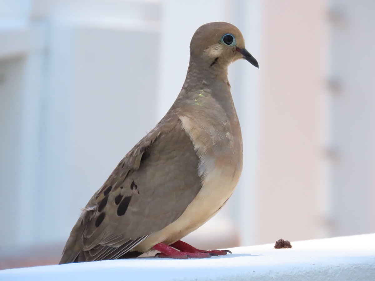 Mourning Dove - ML619254087