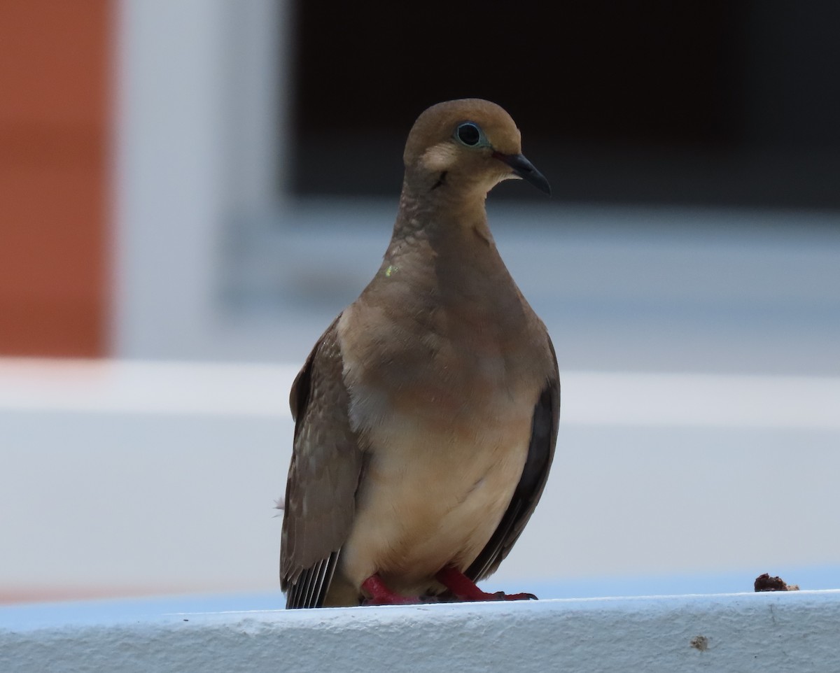 Mourning Dove - Laurie Witkin