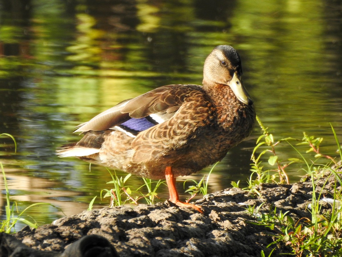 Mallard - Reanna Thomas