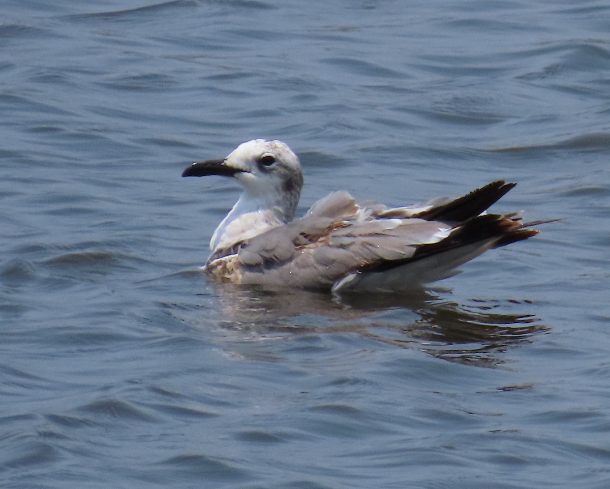 Laughing Gull - ML619254107