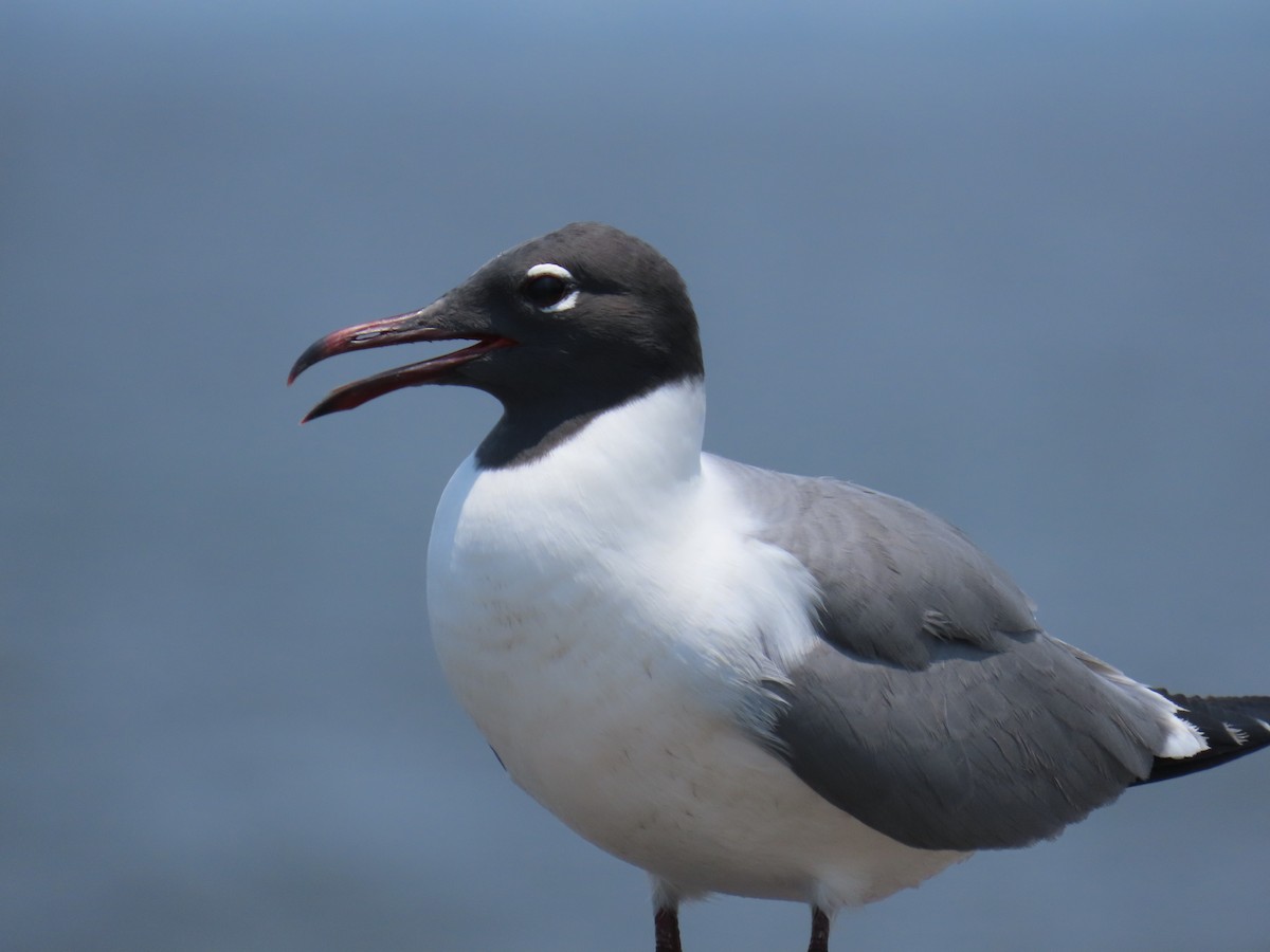 Laughing Gull - ML619254108