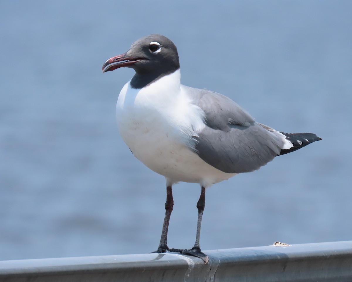 Laughing Gull - ML619254109