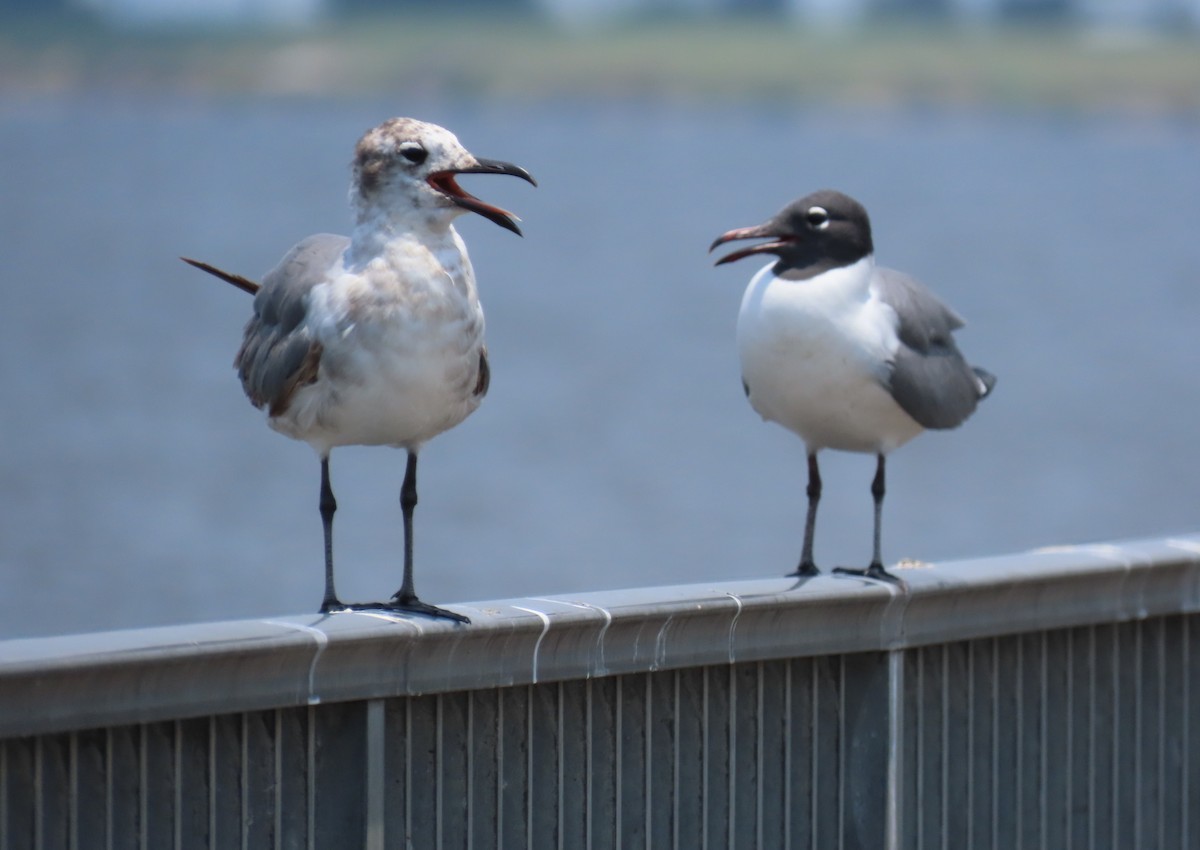 Laughing Gull - ML619254110