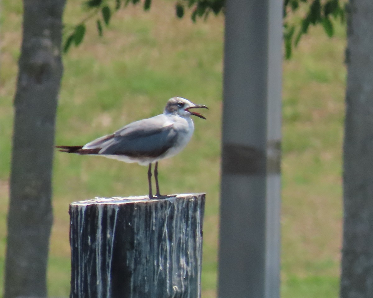 Laughing Gull - ML619254111