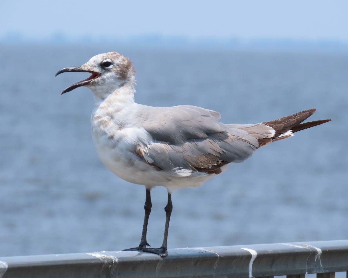 Laughing Gull - ML619254112