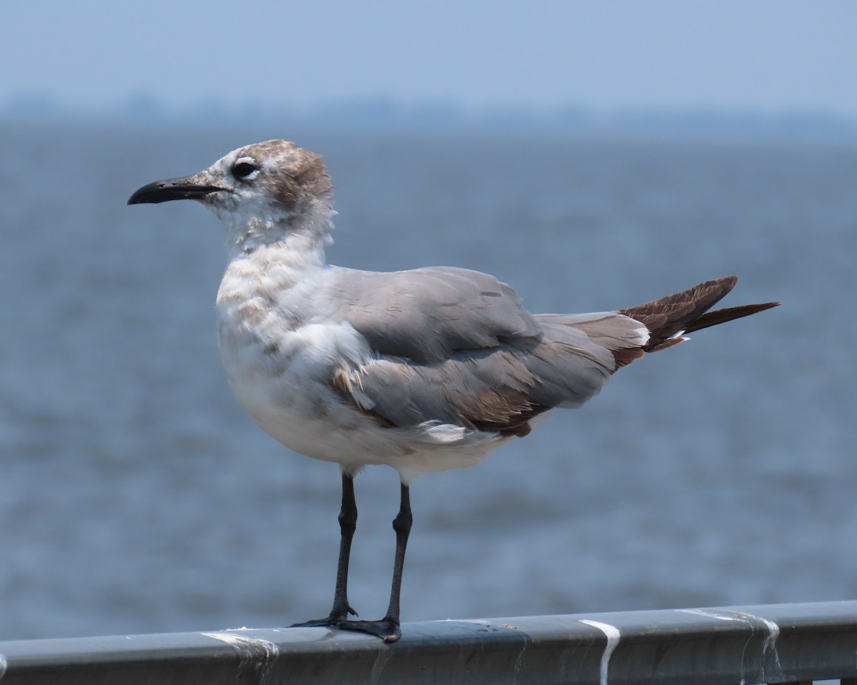 Laughing Gull - ML619254113