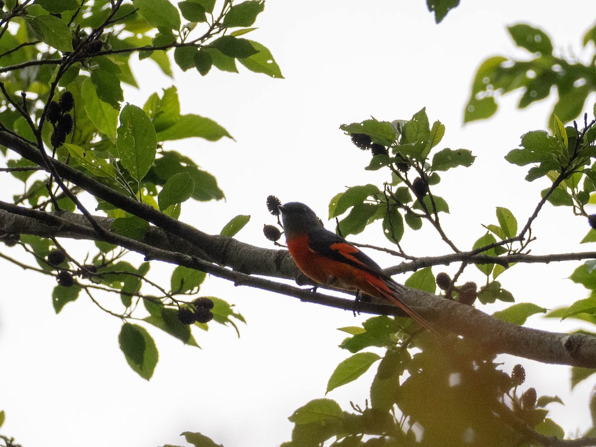 Gray-chinned Minivet - ML619254114