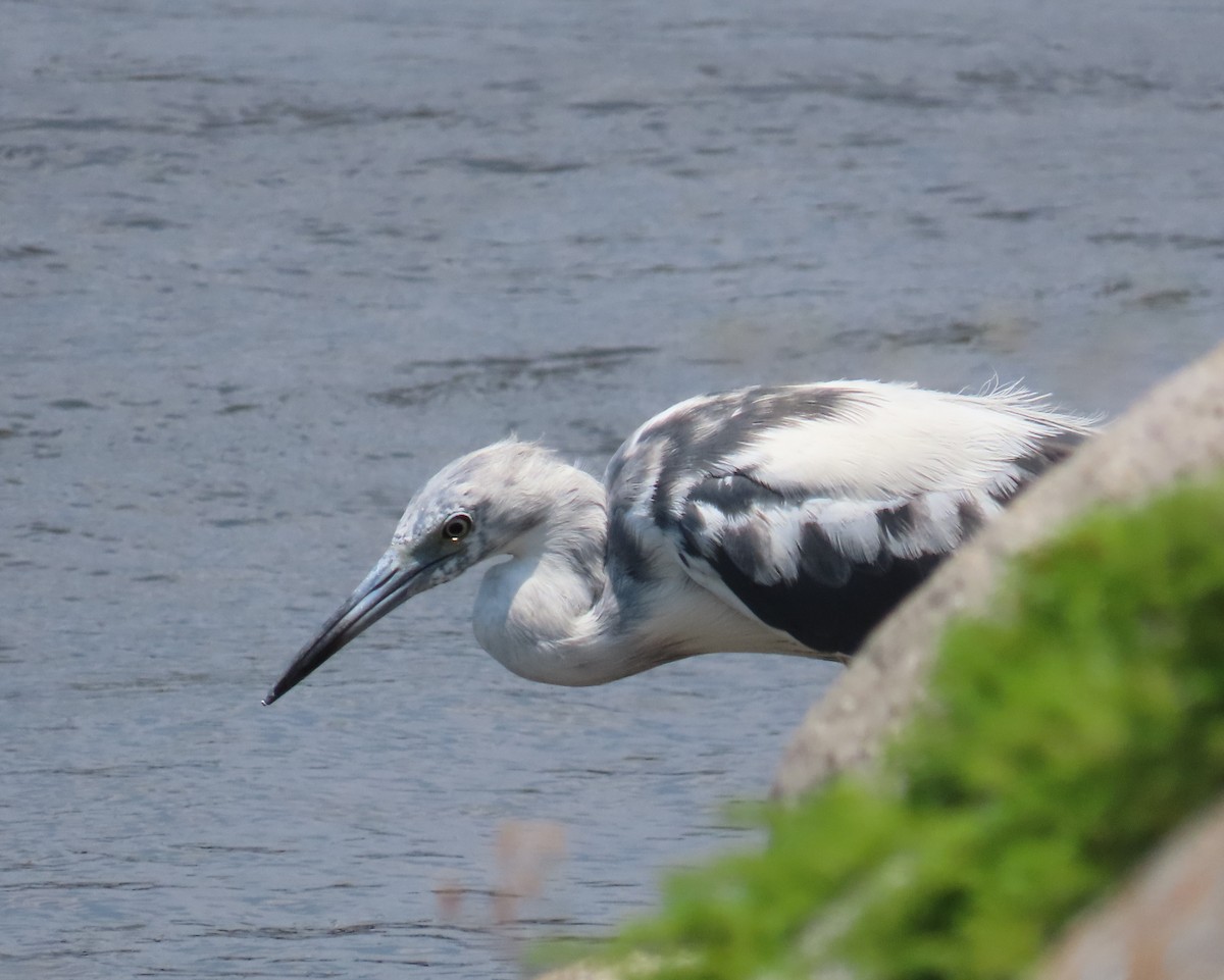 Little Blue Heron - ML619254116