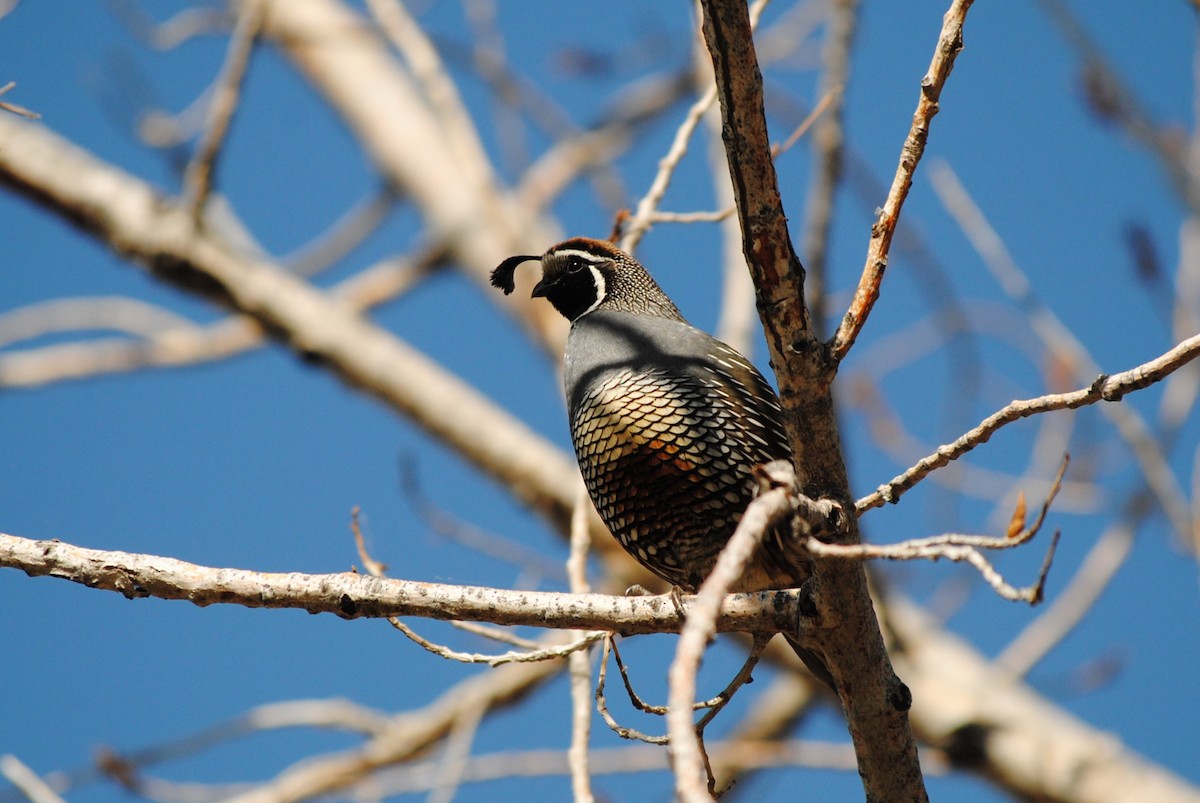 California Quail - Lydia Ross