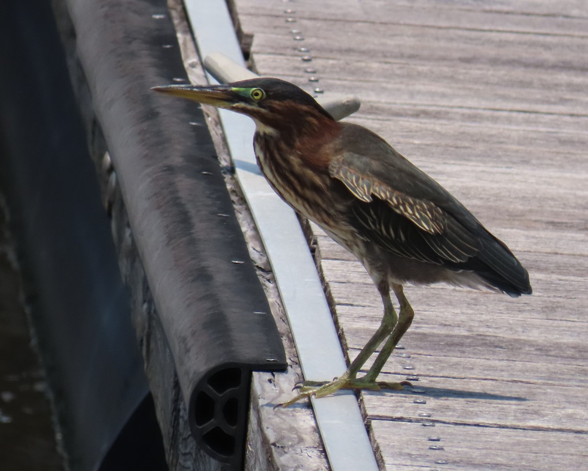 Green Heron - ML619254129