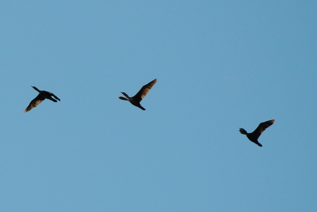 Double-crested Cormorant - Lydia Ross