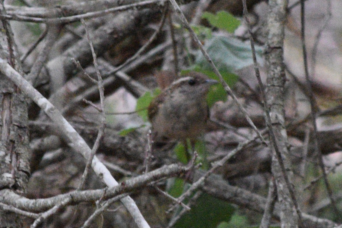 Carolina Wren - ML619254136