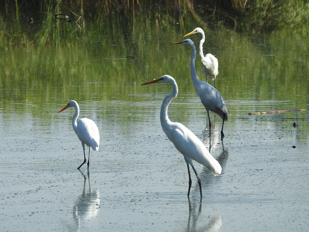 Great Egret - ML619254137