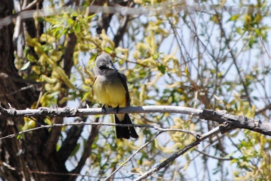 Western Kingbird - Lydia Ross