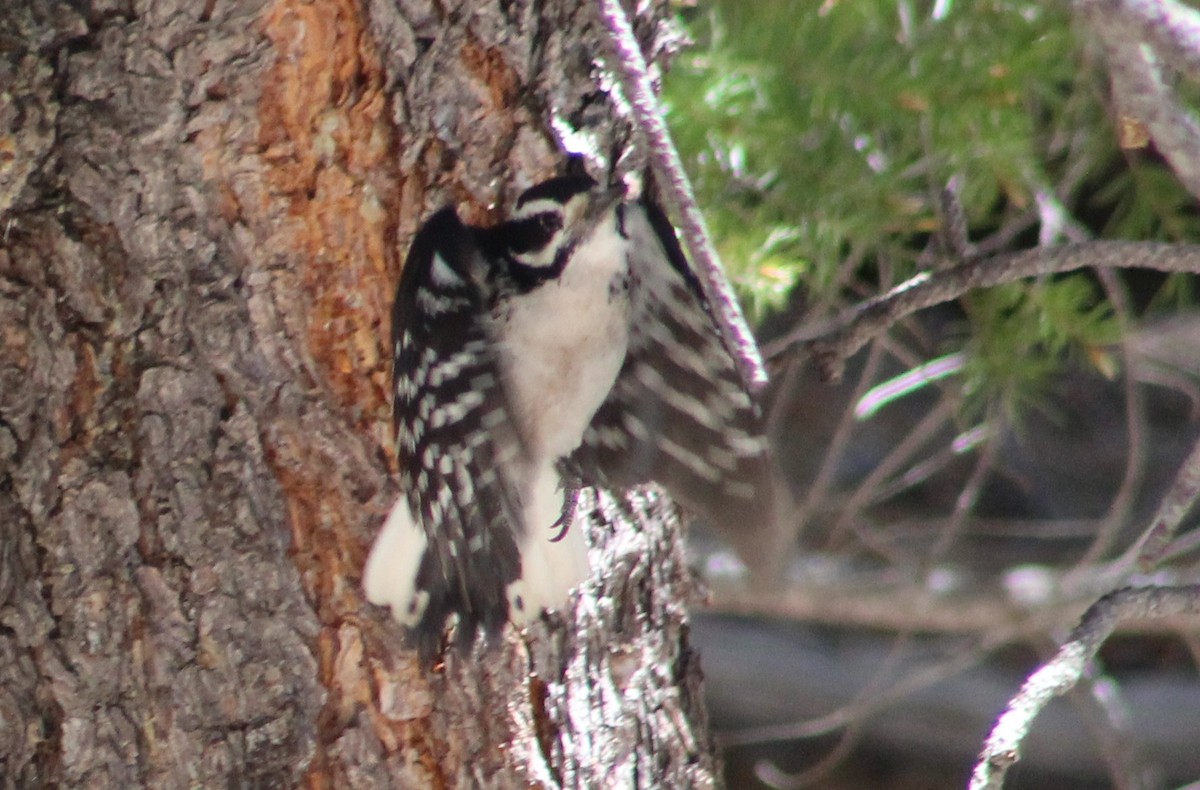 Hairy Woodpecker (Rocky Mts.) - ML619254163