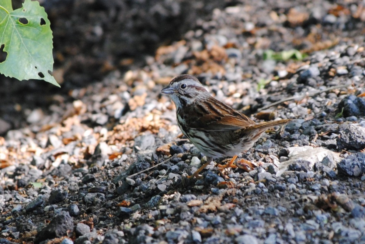 Song Sparrow - Lydia Ross