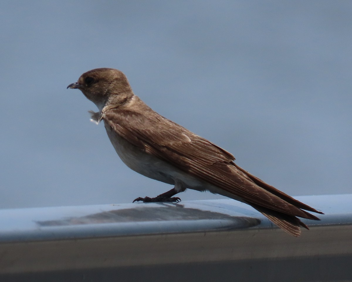 Northern Rough-winged Swallow - ML619254174