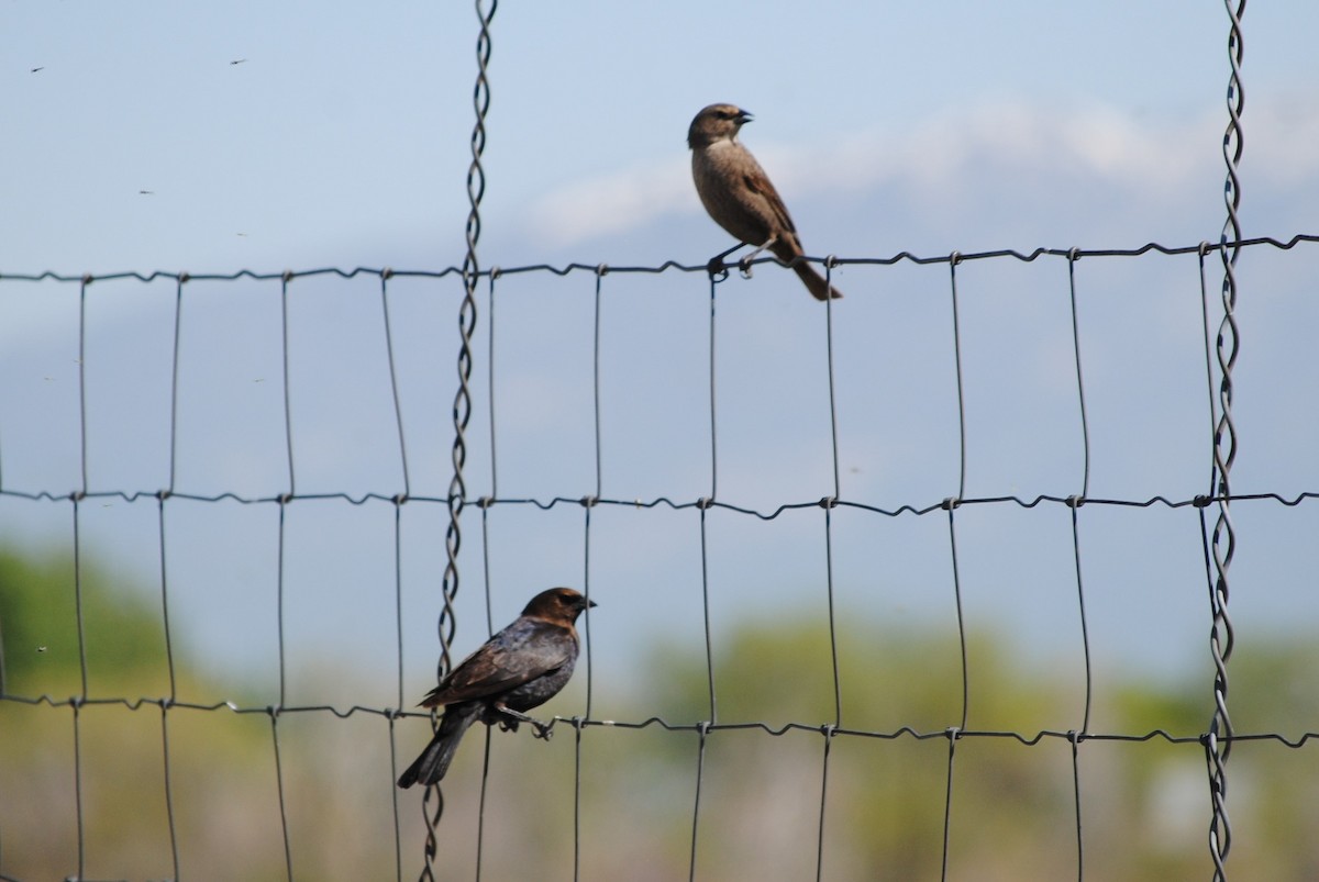 Brown-headed Cowbird - Lydia Ross