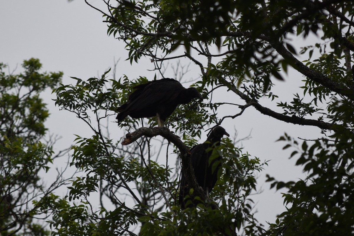 Black Vulture - ML619254179