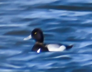 Lesser Scaup - Luiz Stern