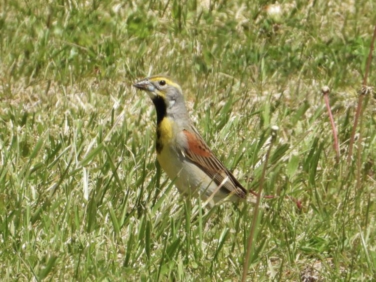 Dickcissel d'Amérique - ML619254196