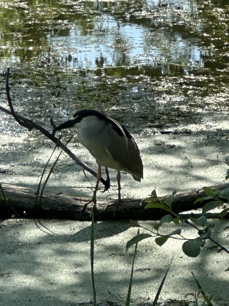 Black-crowned Night Heron - Bradley S.