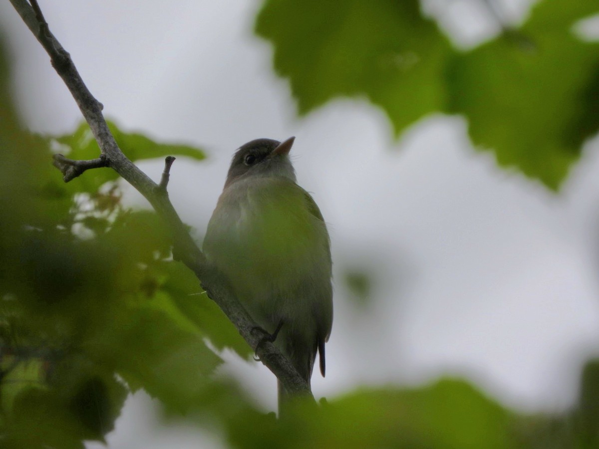 Alder Flycatcher - Cliff Dekdebrun