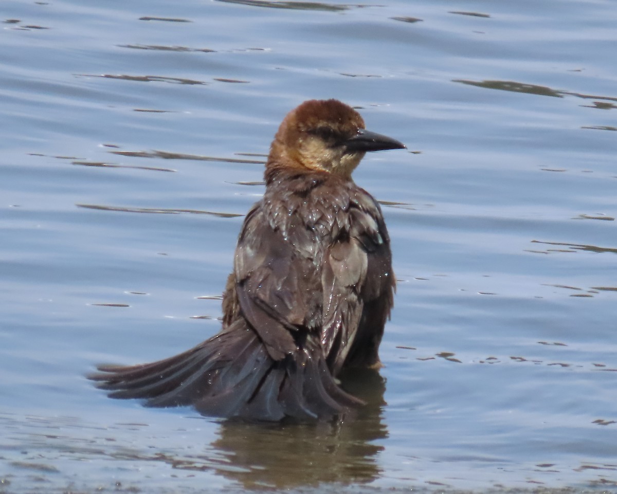 Boat-tailed Grackle - ML619254205