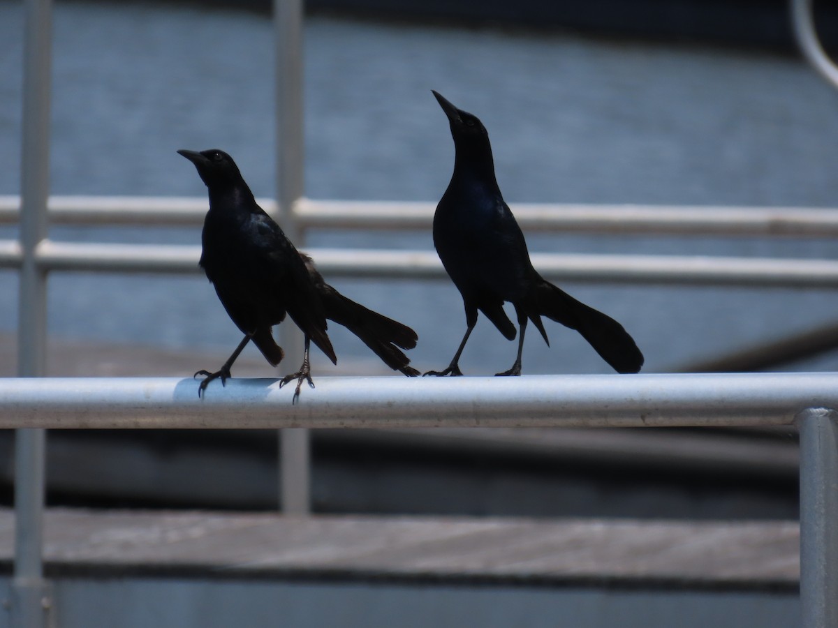 Boat-tailed Grackle - Laurie Witkin