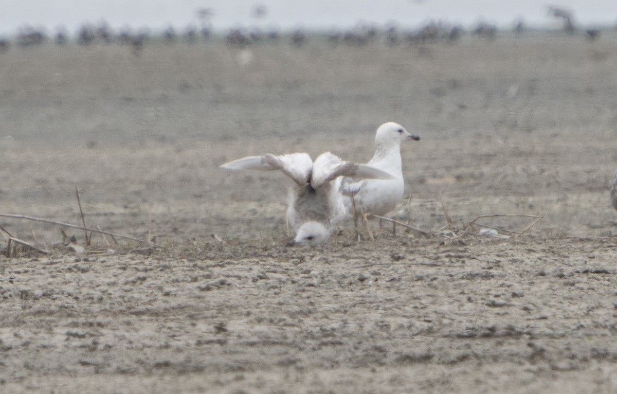 Gaviota Groenlandesa - ML619254212