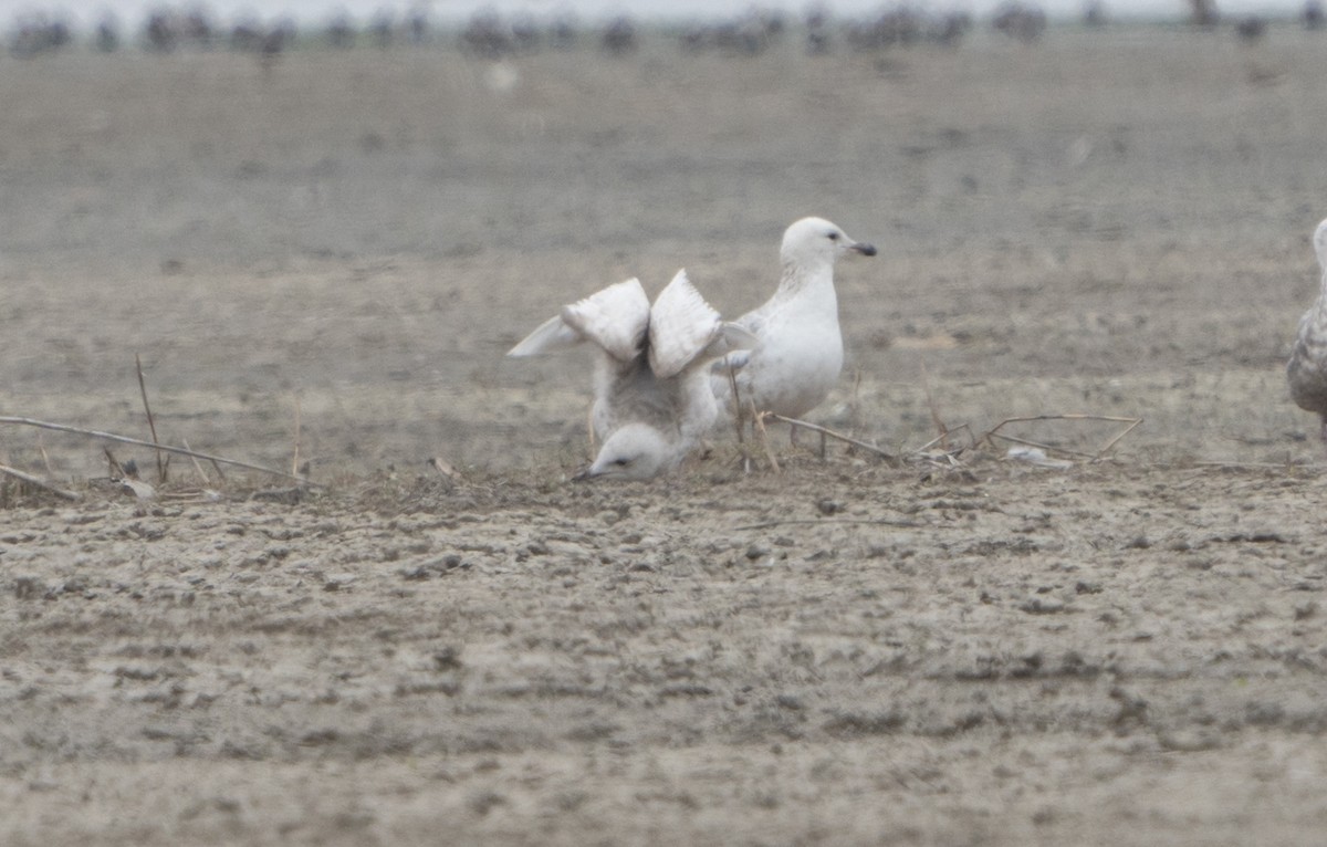 Gaviota Groenlandesa - ML619254213